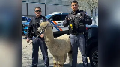 New York cops capture alpaca that 'was on the lam' after escaping a trailer