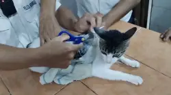 Drug smuggling cat carrying 230 grams of pot and 67 grams of crack caught sneaking into Costa Rican jail