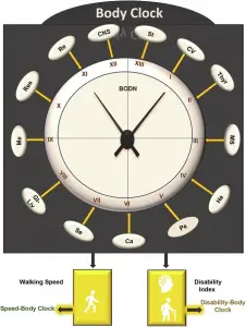 ‘Body clock’ could determine biological age and longevity, researchers say
