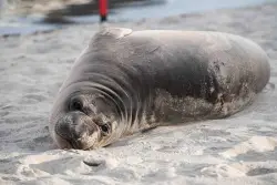 Gap-toothed lunatic wanted for repeatedly stabbing baby elephant seal on Oregon beach
