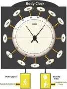 ‘Body clock’ could determine biological age and longevity, researchers say