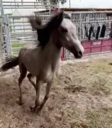 Young horse kept in dark, cramped pen his whole life runs laps with joyful abandon after he’s freed: video